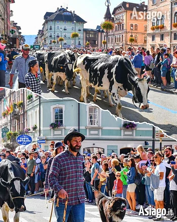 transumanza di asiago della malga pian di granezza