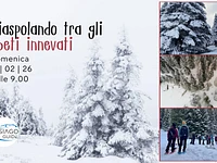 W45 Ciaspolando tra gli abeti innevati 15 02 26