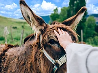 BABY-TREKKING MIT ESELN in Treschè Conca - Samstag, 29. Juli 2023