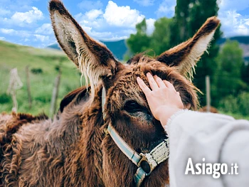 Trekking con gli asini sull'Altopiano di Asiago