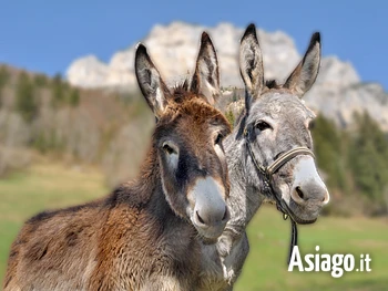 Escursione con gli Asini sull'Altopiano di Asiago