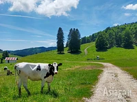 Vacca di razza Frisona al pascolo