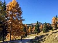 "Die Umarmung des Waldes, das Warten auf den Sonnenuntergang" AUSFLUG MIT ABENDESSEN UND ÜBERNACHTUNG in der Val Formica Hütte - Asiago, 27. und 28. Oktober 2023