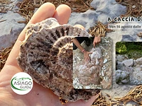 A caccia di Fossili - Venerdì 16 agosto 2024 dalle 9.30