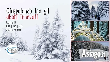 w03 ciaspolando tra gli abeti innevati 08 12 25