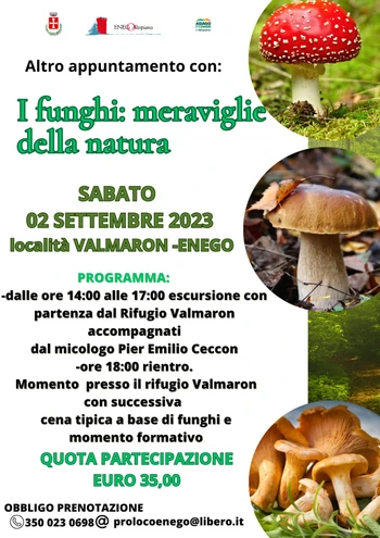 I funghi meraviglie della natura 2 settembre 2023