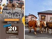 “SCARGAR MALGA!”  festa della TRANSUMANZA A GALLIO - 20 settembre 2025