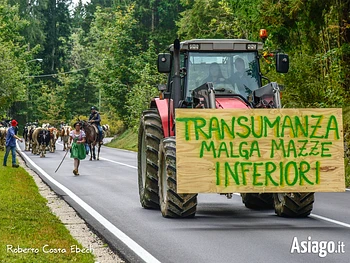 transumanza malga mazze inferiori asiago