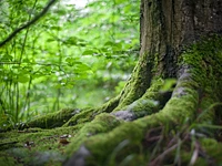 Waldbad: Erleben Sie die Natur mit den 5 Sinnen und die Umarmung der Bäume in Cesuna - 12. August 2023