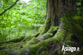 Bagno di foresta: vivere la natura attraverso i 5 sensi e l'abbraccio degli alberi