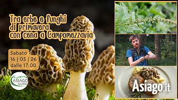 s16 tra erbe e funghi di primavera con cena a camp
