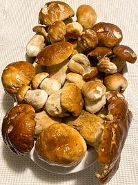 Frisch gepflückte Steinpilze