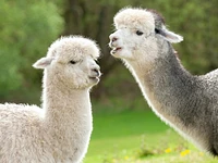 A passo d'Alpaca: passeggiata guidata in compagnia degli Alpaca a Cesuna di Roana - 5 agosto 2023