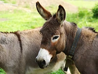 Excursion with donkeys at the gates of the plateau - Treschè Conca, 21 August 2023