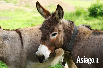 Trekking con gli asini sull'Altopiano di Asiago