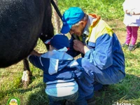 "Carolina the cow and hand milking with grandfather Luigino" at Il Cason delle meraviglie in Treschè Conca - 18 August 2024