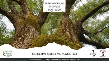 Escursione alla scoperta degli ultimi alberi monumentali dell'Altopiano di Asiago