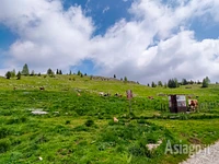 Weidekühe in der Nähe von Malga Zebio