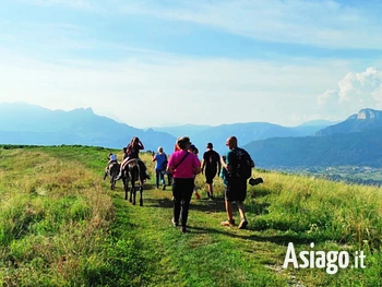 Escursione con gli asini sull'Altopiano di Asiago