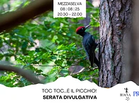 Serata divulgativa "Toc toc…è il Picchio!" con Asiago Guide - Mezzaselva, venerdì 8 agosto 2025 
