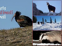 W49 Alla scoperta dei travestimenti degli animali 17 02 26