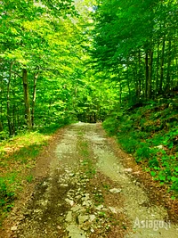 Sentiero immerso in un rigoglioso bosco di latifoglie
