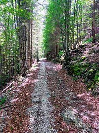 Schattige Schotterstraße im Wald