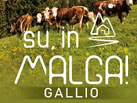 "UP, IN THE MALGA!" - Guided hikes and activities in the mountain pastures - Gallio, from 29 June to 6 September 2025