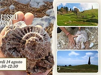 E19 A caccia di fossili al monte corno 14 08 26
