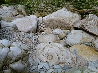 Hunting for Fossils - Sunday 13 August 2023 from 9.30 am