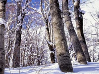 Winter beech forests - Saturday 9 December 2023 from 9.30 a.m.