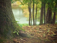 Alberi nel bosco