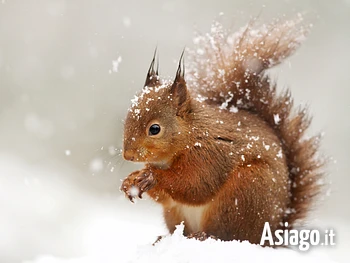 Alla scoperta degli animali dell'Altopiano di Asiago