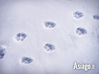 tracce di animali sulla neve