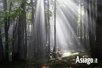 LA MAGIA DELLA LUCE NEL BOSCO