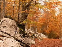 Geführte Wanderung "Herbstemotionen: Das Laub im Buchenwald" - Sonntag, 22. Oktober 2023