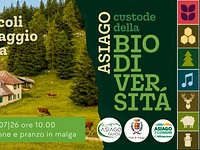 A05 Dai pascoli al formaggio di malga 250726