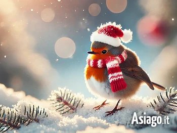Il pettirosso Robin si prepara al Natale spettacolo a Gallio