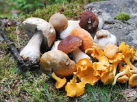 "Mushrooms: wonders of nature" information evening in Enego - 17 August 2023