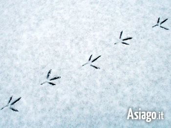 Escursione alla scoperta delle tracce degli animali nel bosco