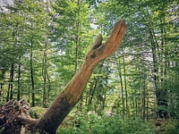 Scultura Selvart a Mezzaselva di Roana