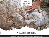 A caccia di fossili sul Monte Corno | Sabato 16 agosto 2025 dalle 9.30 