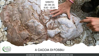 E15 A caccia di fossili
