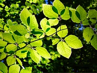 Immersed in beech forest with lunch at Rifugio Biancoia - Thursday 17 August 2023 from 9.30 am