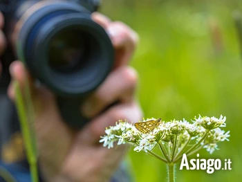 Serata con fotografo naturalista sull'Altopiano di Asiago