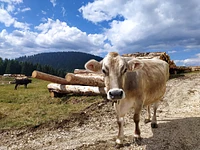 "WARTEN... SU IN MALGA" geführte Wanderung nach Gallio - 26. Juli 2024