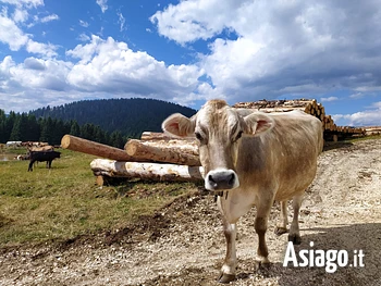 Escursione alle malghe a Gallio in attesa di Su in malga