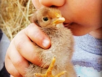 The children's farm in Il Cason delle Meraviglie - June 1 2024