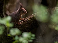 Dal lupo allo scoiattolo sulle tracce degli animali selvatici - Martedì 15 agosto 2023 dalle 9.30