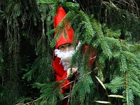 A little gnome in the trees